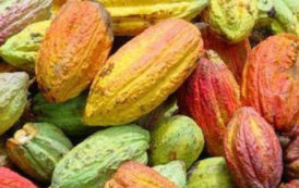 Plus de 95% du cacao exporté par le Cameroun au cours de la campagne 2016-2017 était du grade II