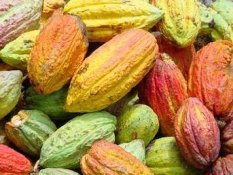 Plus de 95% du cacao exporté par le Cameroun au cours de la campagne 2016-2017 était du grade II