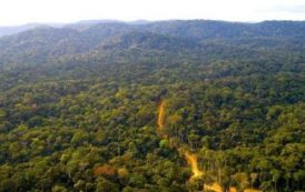 Le Gabon va mobiliser 1 500 milliards Fcfa pour le climat