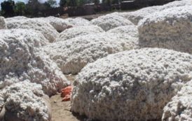 Cameroon: Sodecoton aims to produce 260 000 tons of cotton during 2017-2018 cotton season