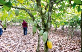 La Côte d’Ivoire vend 1,1 million de tonnes de cacao sur sa prochaine récolte