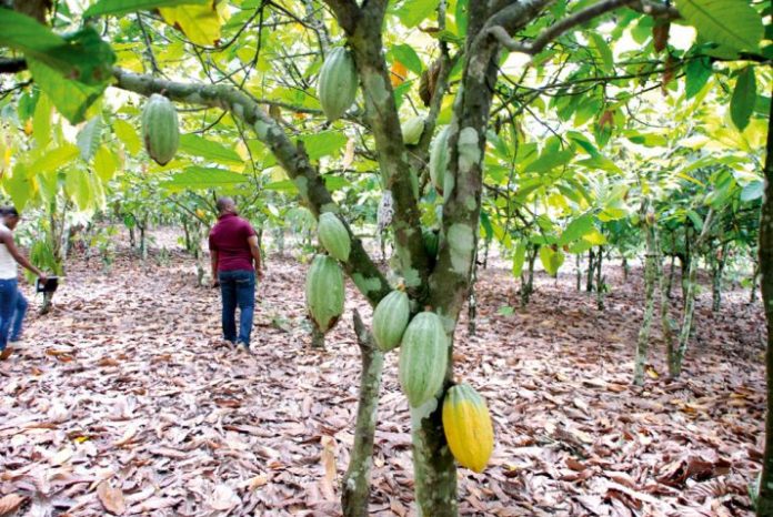 La Côte d’Ivoire vend 1,1 million de tonnes de cacao sur sa prochaine récolte