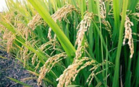 Nigeria: Popular Farms and Mills Ltd vise une production annuelle de 1,5 million de tonnes de riz