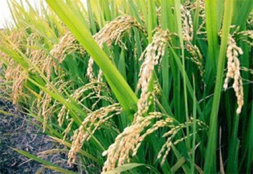 Nigeria: Popular Farms and Mills Ltd vise une production annuelle de 1,5 million de tonnes de riz