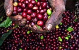 Kenya : les devises d’exportation de café chutent à 103 millions $ sur les 6 premiers mois de 2017/2018