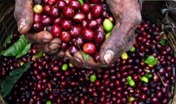 Kenya : les devises d’exportation de café chutent à 103 millions $ sur les 6 premiers mois de 2017/2018