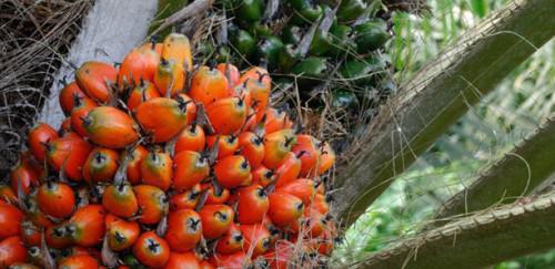 Cameroon: Falling rubber prices and palm oil production lowers net profit of Safacam for 2016