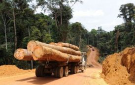 La BAD pose les jalons d’un développement durable de la filière bois en Afrique centrale
