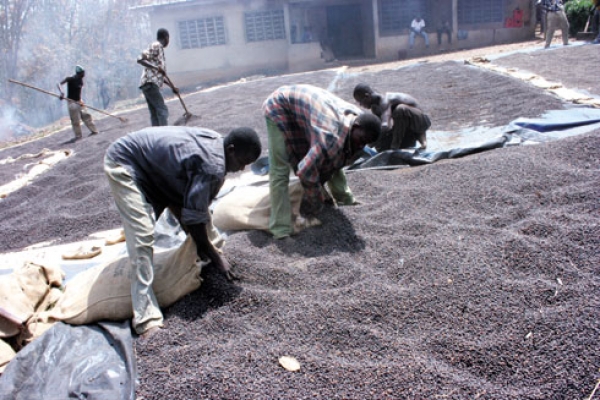 Côte d’ivoire/Ouverture de la campagne café: Le prix fixé à 750 Fcfa