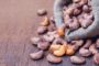 Ghana : Afrotropic Cocoa Processing lance son usine de transformation de cacao