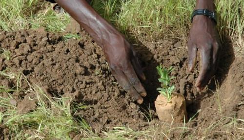 Cameroun : une campagne de reboisement à 600 millions FCFA va permettre de planter plus de 550 000 arbres dans le pays