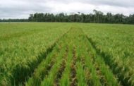 Guinée : la production rizicole est attendue à 1,6 million de tonnes en 2018/2019
