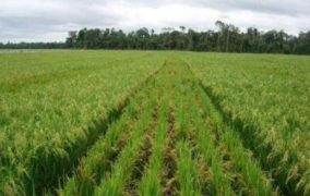 Guinée : la production rizicole est attendue à 1,6 million de tonnes en 2018/2019