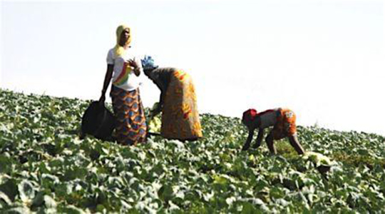 Sénégal : l’Initiative prospective agricole et rurale (IPAR) annonce le lancement de son Plan stratégique 2017-2021