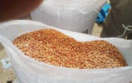 Sénégal : record de production d’arachides pour la région de Kaffrine, durant l’hivernage 2017