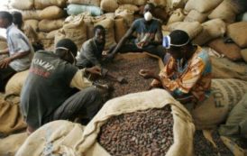 Le CCC repousse l’hypothèse d’un nouveau défaut de paiement des exportateurs de cacao en 2017/2018