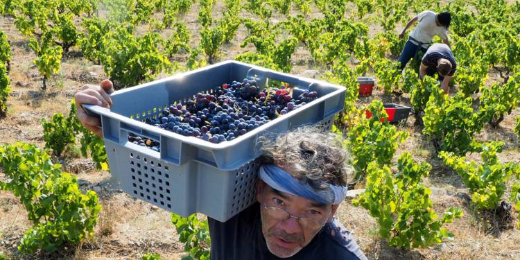 VIN : LA QUALITÉ SERA AU RENDEZ-VOUS POUR LE MILLÉSIME 2017, MAIS PAS LA QUANTITÉ