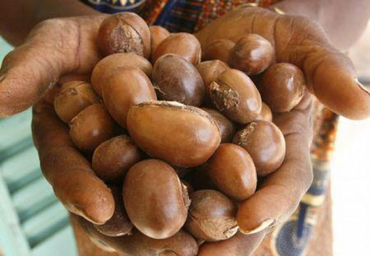 Le Ghana va lancer sa première plantation commerciale de karité cette année