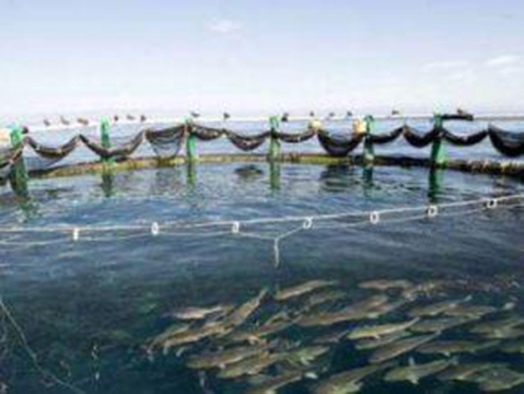 Tunisia: Aquaculture output stood at 15,200 tons in 2016