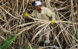 Maurice : les revenus sucriers progresseront de 25% cette année