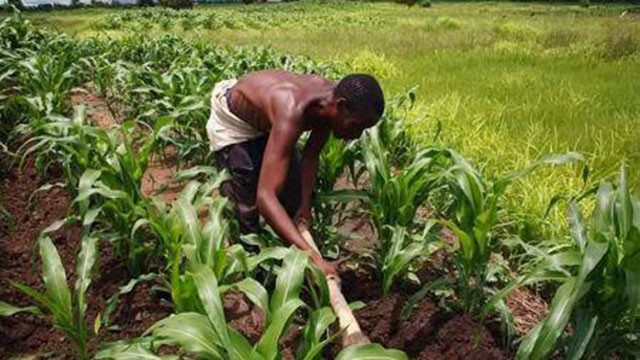 Nigéria: le gouvernement consacrera un budget de 334 millions $ au secteur agricole en 2018