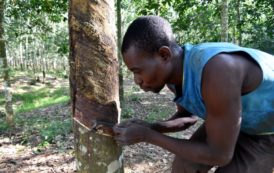 La Côte d’Ivoire vise une production de 2 millions de tonnes de caoutchouc d’ici à 5 ans