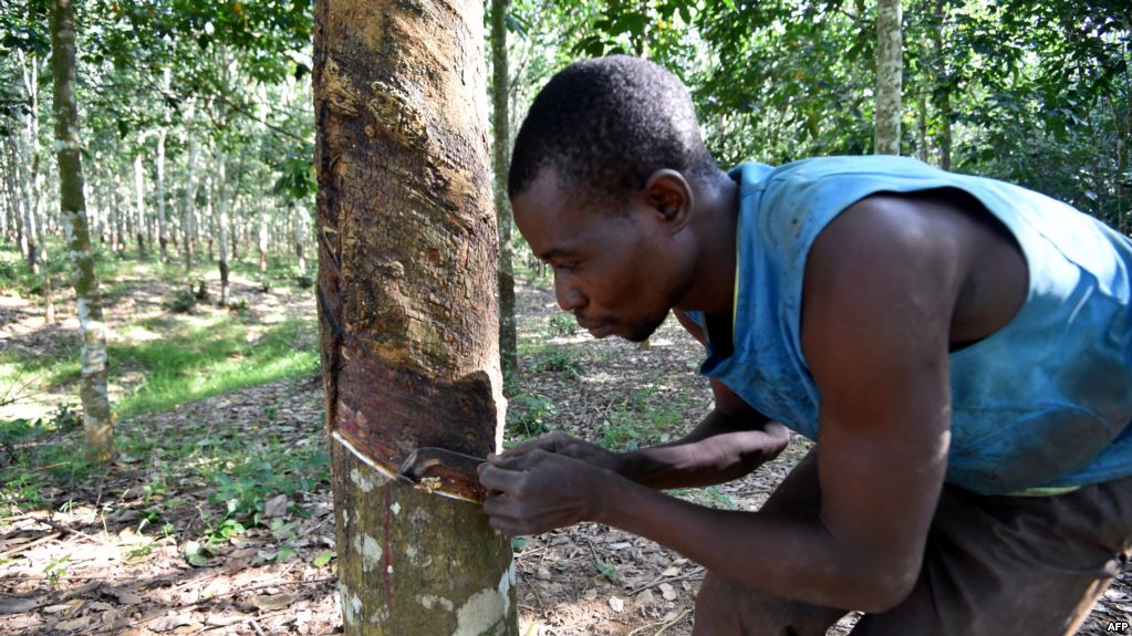 La Côte d’Ivoire vise une production de 2 millions de tonnes de caoutchouc d’ici à 5 ans