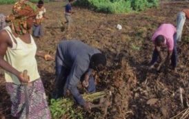 Sénégal : un forum sur la sécurisation foncière organisé à Darou Khoudoss