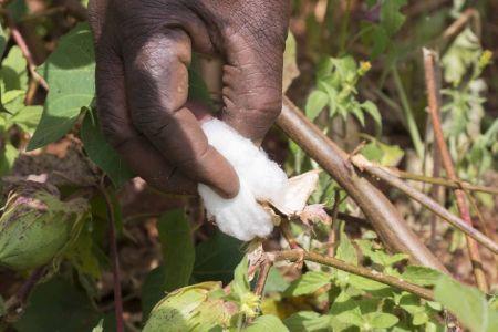 La Côte d’Ivoire table sur une production de 350 000 tonnes de coton en 2017/2018