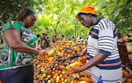 Cameroun : 11 000 producteurs de cacao bouclent une formation aux bonnes pratiques culturales