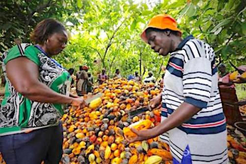 Cameroun : 11 000 producteurs de cacao bouclent une formation aux bonnes pratiques culturales