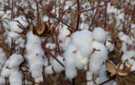 La Côte d’Ivoire mise sur une production de 400 000 tonnes de coton graine en 2017/2018