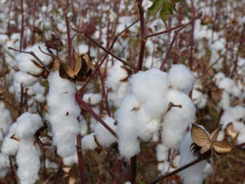 La Côte d’Ivoire mise sur une production de 400 000 tonnes de coton graine en 2017/2018