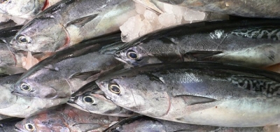 L’Afrique de l’Ouest produit 1,6 million de tonnes de poisson par an