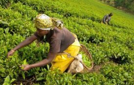 Rwanda : les recettes d’exportation du thé en baisse de 12,9 % en 2016