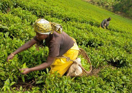 Rwanda : les recettes d’exportation du thé en baisse de 12,9 % en 2016