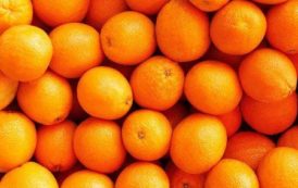 Egypte : la Nile Establishment for International Trade compte exporter 60 000 tonnes d’oranges en 2017