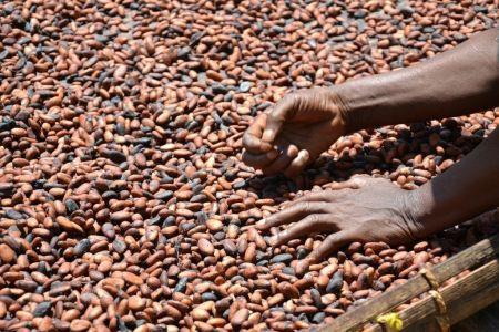 Ghana : la production de cacao franchira le cap des 800 000 tonnes (Joseph Aidoo)