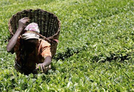 Kenya : la production de thé en baisse de 58,4 % dans le mois de février