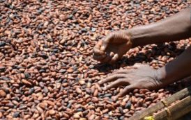 Ghana : les achats de cacao en hausse de 13% du 1er octobre au 20 avril