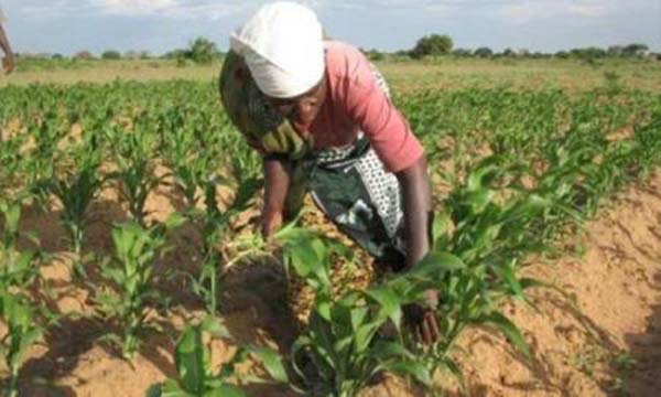 Gabon : le gouvernement va instaurer un SMIG agricole