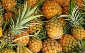 Ghana : la GEPA injectera 4,2 millions de cédis dans le développement des exportations d’ananas