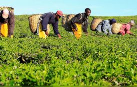 Kenya : croissance de 5, 5 % attendue en 2018