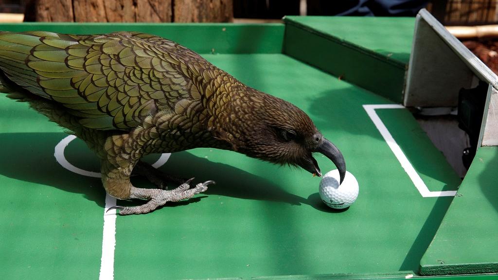 Russie : un perroquet prédit la victoire de la France en quart de finale