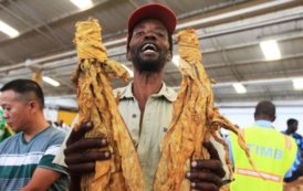 Récolte-record de tabac par les agriculteurs zimbabwéens