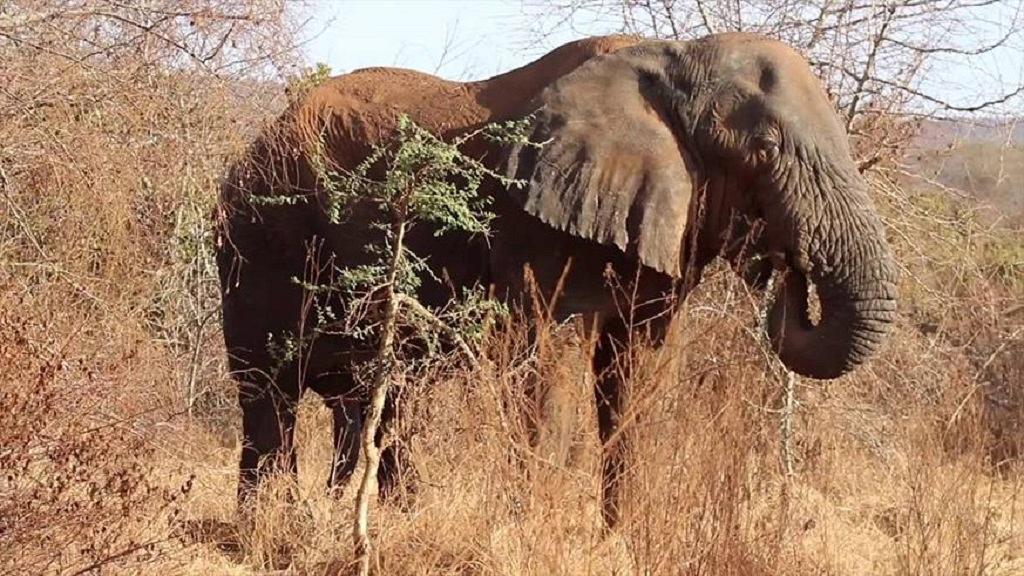 Rwanda : hommage à Mutware, l’éléphant « le plus proche des humains »