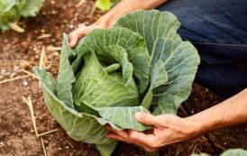 Manger des légumes pour éviter le cancer du colon