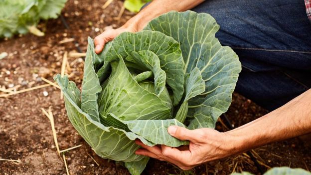 Manger des légumes pour éviter le cancer du colon