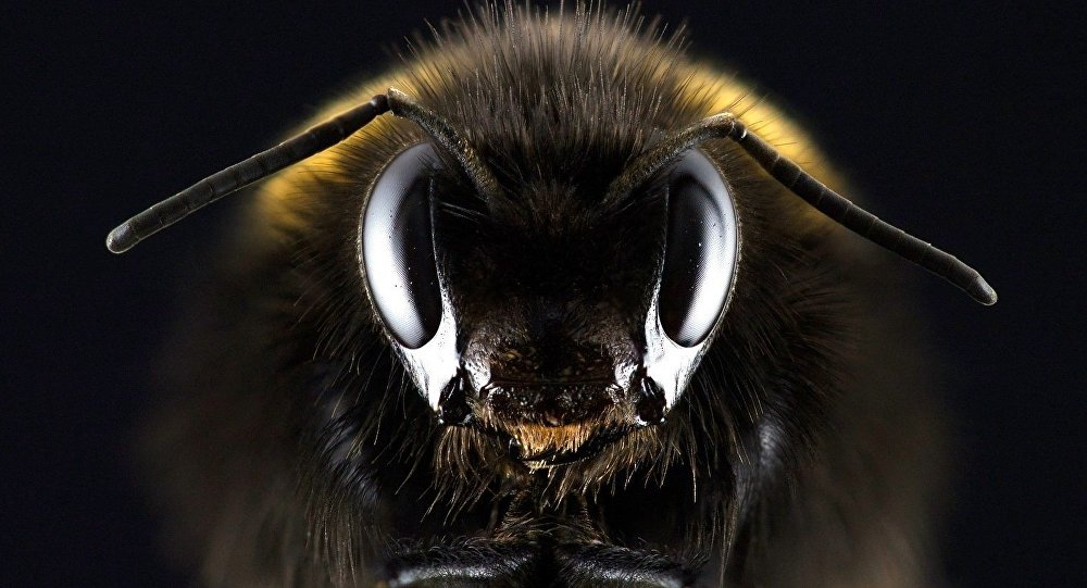 Des abeilles russes victimes d’un massacre atroce aux États-Unis