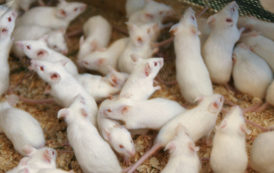 Un médicament russe prolonge la vie de souris atteintes de cancer pour une durée record